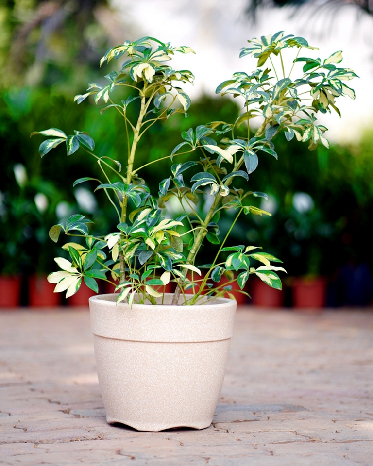 Saplera (Set Of 10)