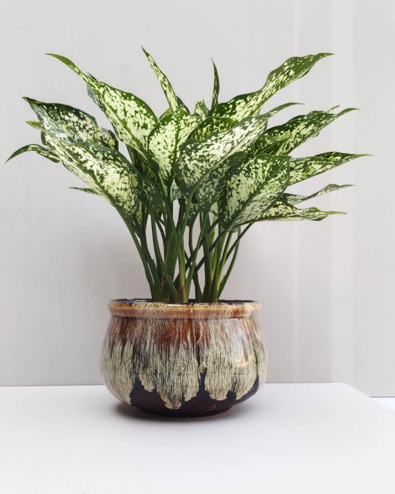 LUXE Plants For Luxury Interior (SET OF 10)